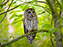 Barred Owl