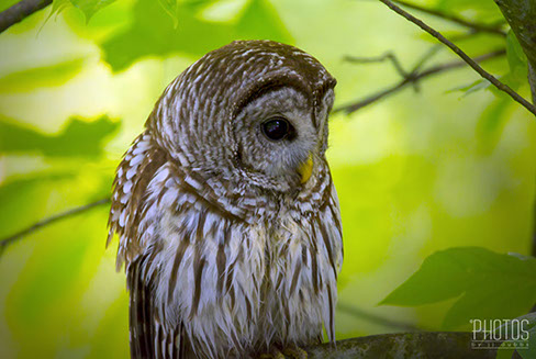 Barred Owl