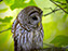 Barred Owl