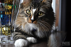 Elvis