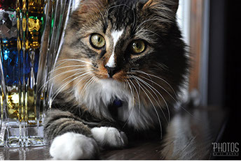 Elvis, Pet Portrait