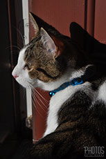 Samwise Gamgee, Pet Portrait