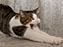 Samwise Gamgee, Pet Portrait