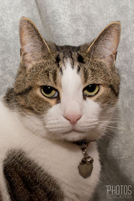 Samwise Gamgee, Pet Portrait