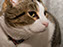 Samwise Gamgee, Pet Portrait