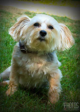 Jazzy, Pet Portrait