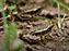 Leopard Frog