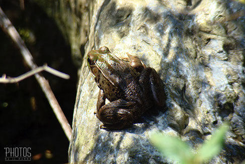 Green Frog