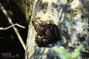 Green Frog