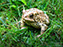 American Toad