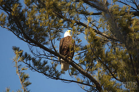 Bald Eagle