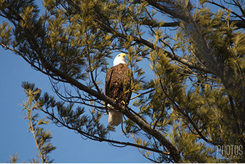 Bald Eagle