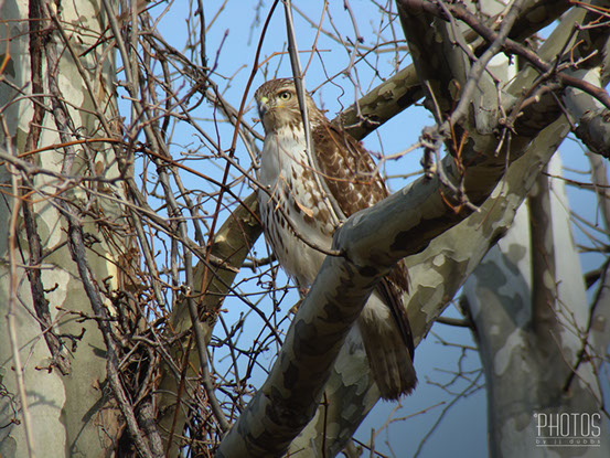 Red-Tailed Hawk