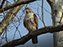 Red-Tailed Hawk