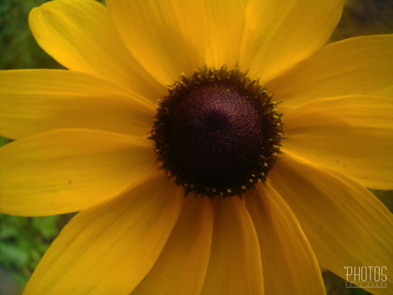 Black-Eyed Susan