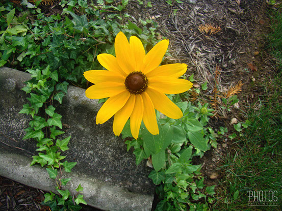 Black-Eyed Susan