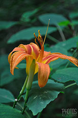 Daylily