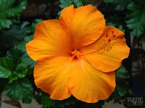 Hibiscus