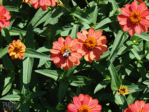 Gerber Daisies
