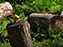 Orange Mushroom