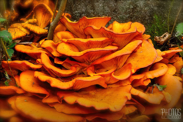 Jack O'Lantern Fungi