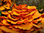 Jack O'Lantern Fungi