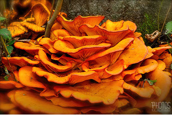 Jack O'Lantern Fungi
