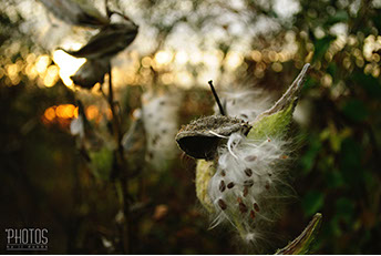 Fall