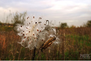Milkweed at Richard Nixon County Park