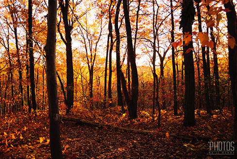 Fall