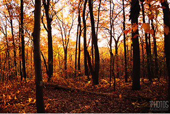 Fall