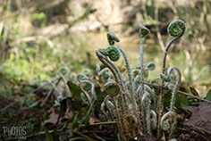 Fern