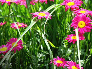 Pink Daisies