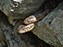 Northern Water Snake