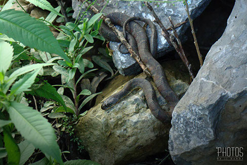 Northern Water Snake