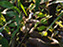 Northern Water Snake