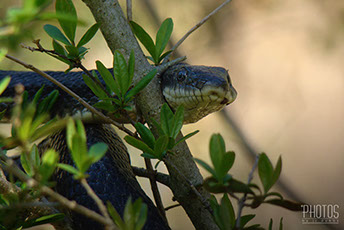 Eastern Black Snake