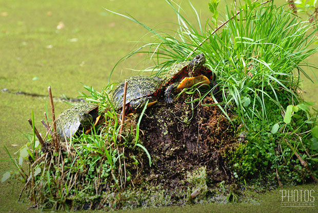 Painted Turtle