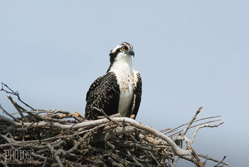 Osprey