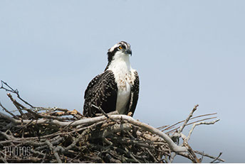 Osprey