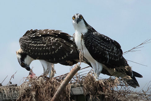 Osprey