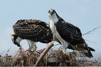 Osprey