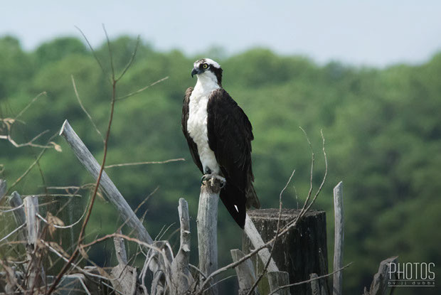Osprey