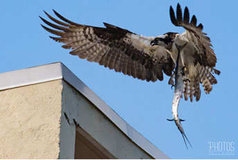 Osprey