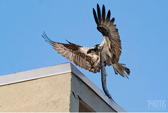 Osprey