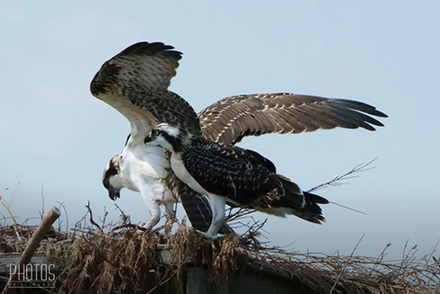 Osprey