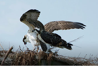 Osprey