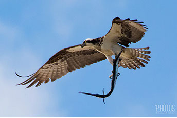 Osprey