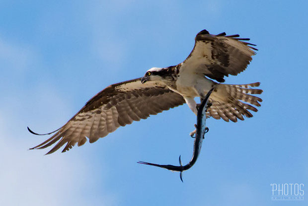Osprey