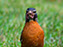 American Robin